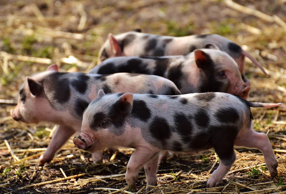Więcej czasu na złożenie wniosków o dotacje dla hodowców świń