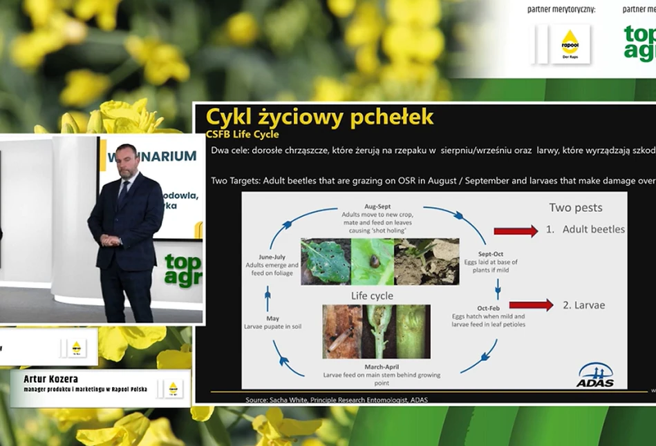 Poszukiwanie tolerancji i nowych odporności na choroby i szkodniki w uprawie rzepaku  [FILM]