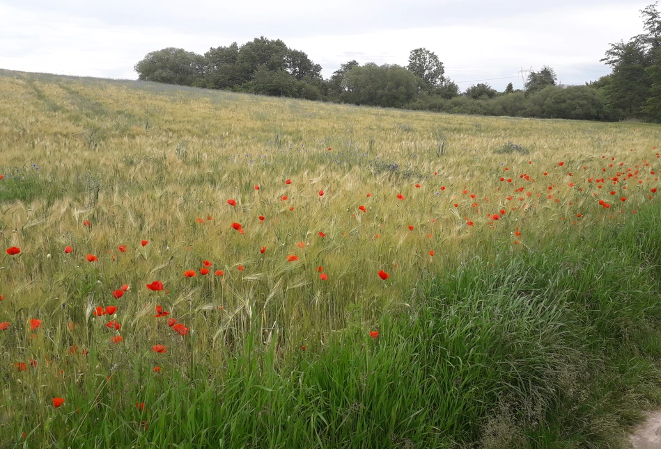 Susza odpuszcza, ale nie wszędzie