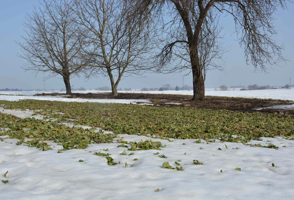 Dużo śniegu i lekki mróz. Prognoza pogody od 19 do 25 stycznia