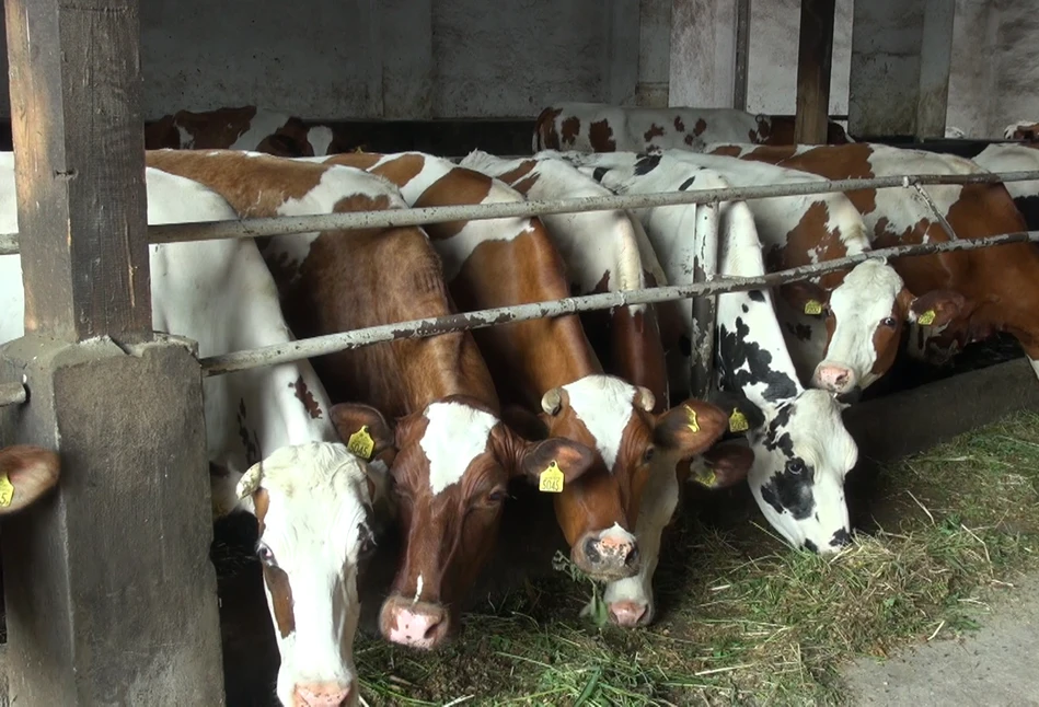 Produkcja mleka w czasach pandemii koronawirusa [FILM]