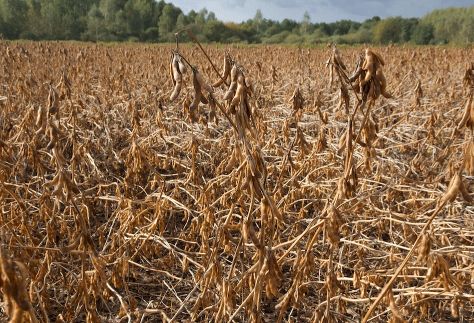 USDA podnosi szacunki dla oleistych