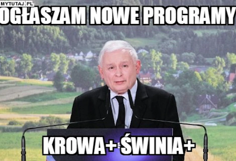 Krowa plus i świnia plus. Komentarze po deklaracji prezesa PiS