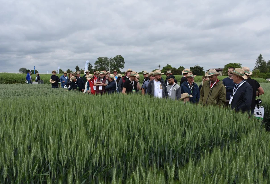 Jakie odmiany zbóż, rzepaku i kukurydzy rolnicy zobaczyli podczas Mistrzowskich Pól Agro-Sieci?