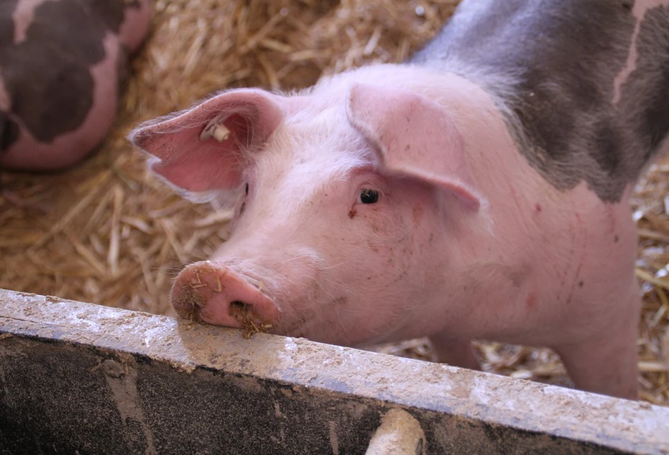 Amerykanie dopuszczają modyfikację genetyczną świń. Po co?