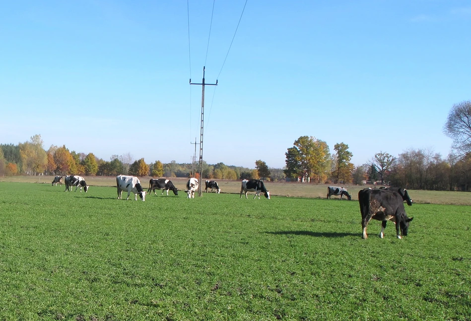 Ustępstwa w wymogach zazielenienia z powodu suszy