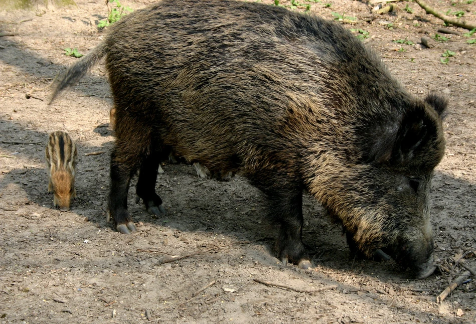 Opłotowanie szansą na zatrzymanie ASF wśród dzików