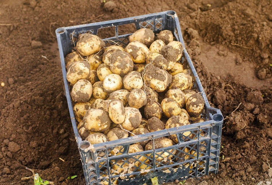 Bakterioza pierścieniowa – Kontrole w całej UE