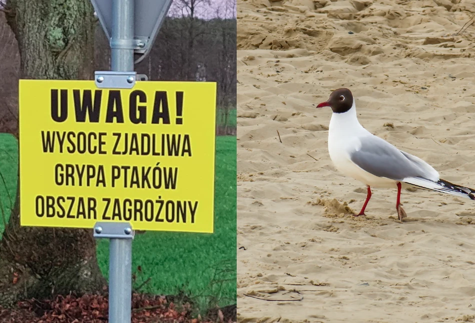 Wysyp przypadków grypy ptaków w całej Polsce. Ornitolodzy poważnie zaniepokojeni