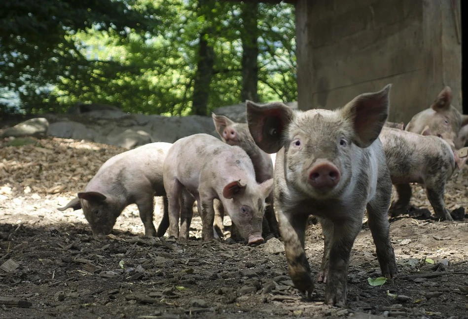 W przyszłości ASF wymusi konsolidację i koncentrację producentów świń