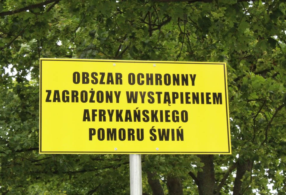 Rolnicy utrzymujący świnie ponoszą coraz większe straty