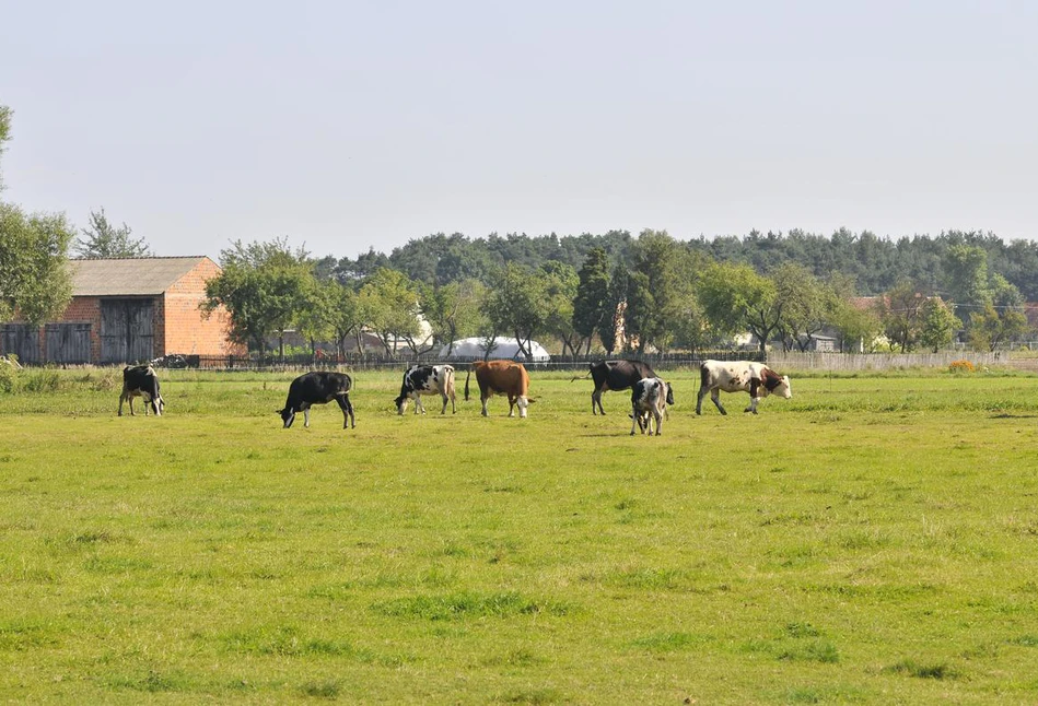 Dopłaty do dobrostanu dla bydła: Co czeka rolników od 2023 r.?