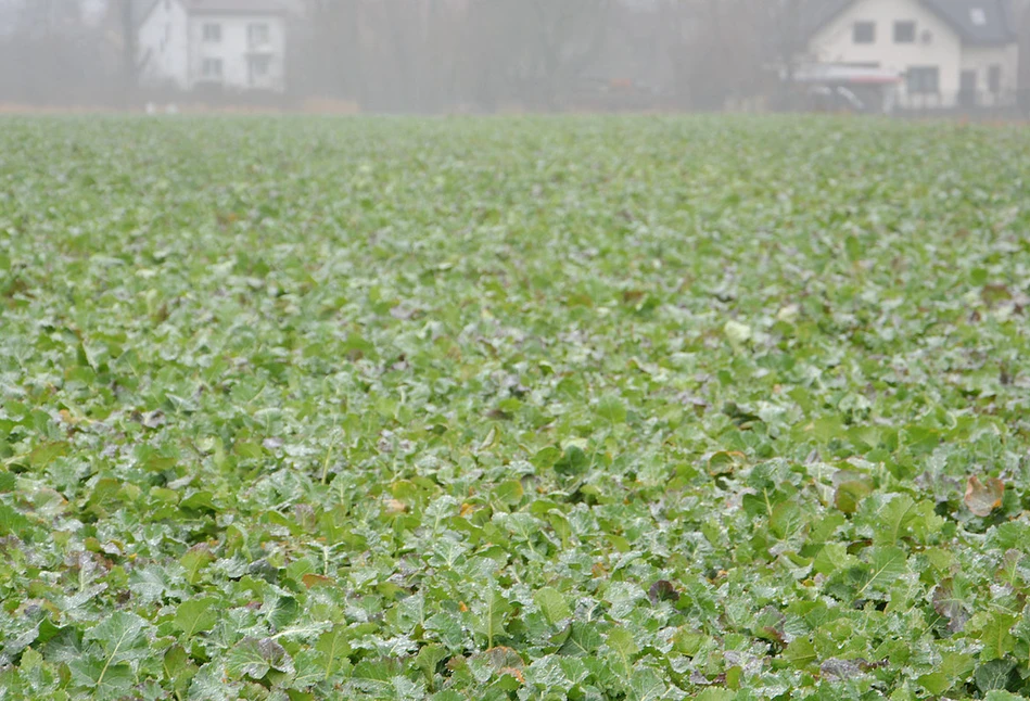 Kiedy wiosną zastosować pierwszą i drugą dawkę RSM w rzepaku?