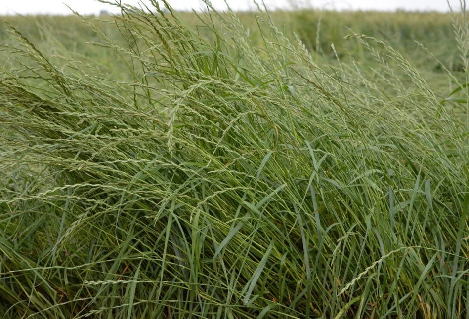 Krajowy Rejestr bogatszy o 16 nowych odmian roślin pastewnych