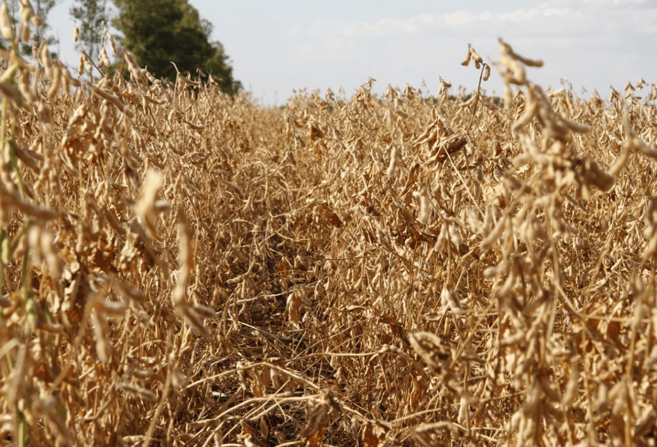 USDA: Zakaz uprawy roślin GMO na Ukrainie nieskuteczny