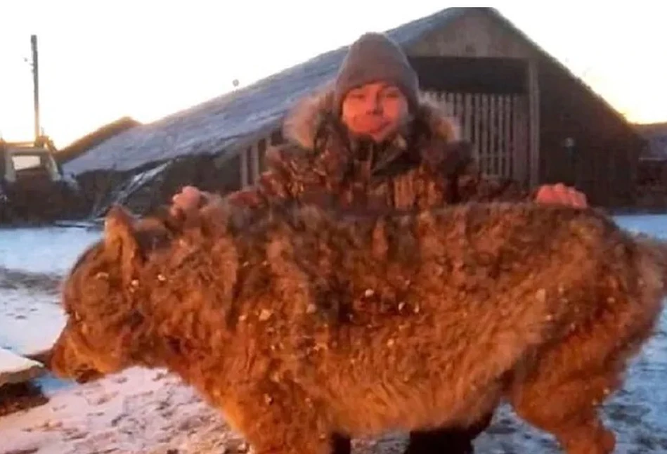 Rolnik broniąc gospodarstwa zabił wilka gołymi rękami! [FILM]