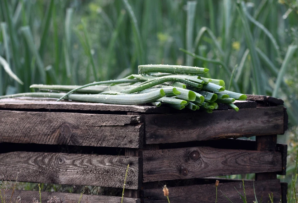 Kalendarz biodynamiczny na wrzesień 2021