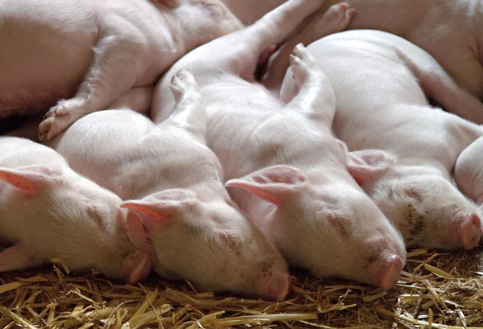Pomoc dostosowawcza dla hodowców świń. ARiMR wypłaciła 105 mln zł