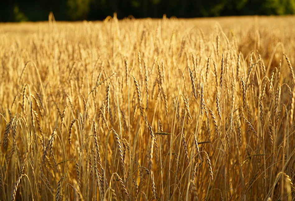 Rozszerzona lista dopłat do materiału siewnego – będą dopłaty do orkiszu