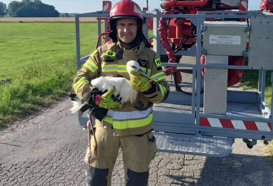 Bocian w śmiertelnej pułapce. Uratowali go strażacy z Ciechanowa