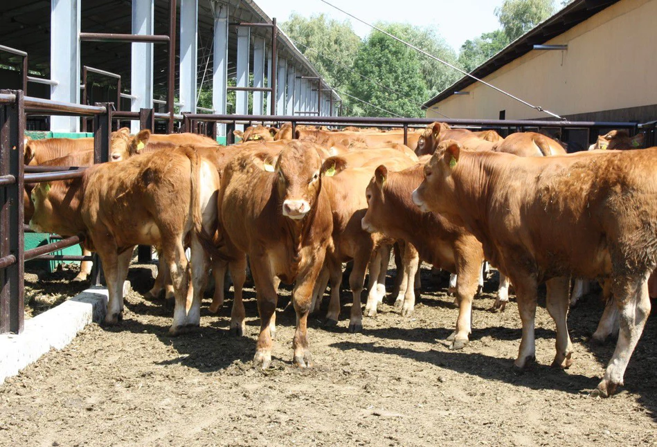 Ceny byków spadły nawet o 1 zł! Ile ubojnie płacą za bydło mięsne na początku lipca?