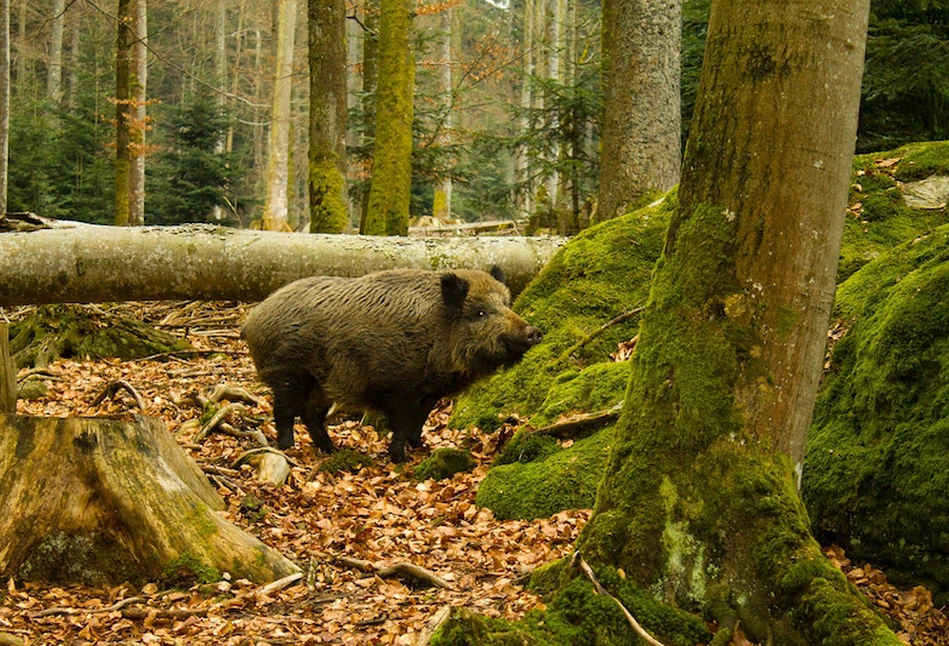 Niemcy: nieznani sprawcy ukradli bramy ogrodzenia zabezpieczającego przed ASF