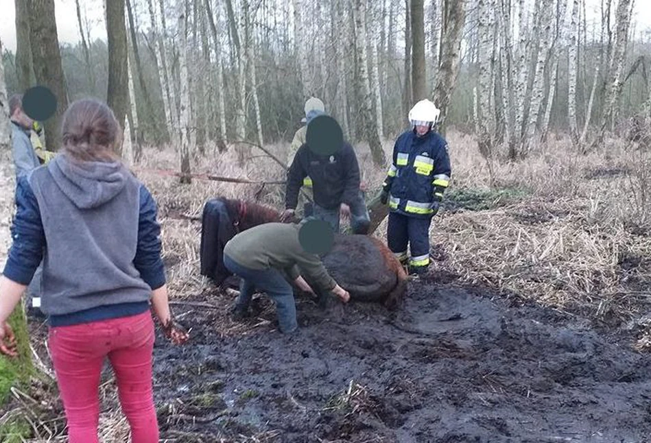 Kilkugodzinna walka o życie konia topiącego się w bagnie