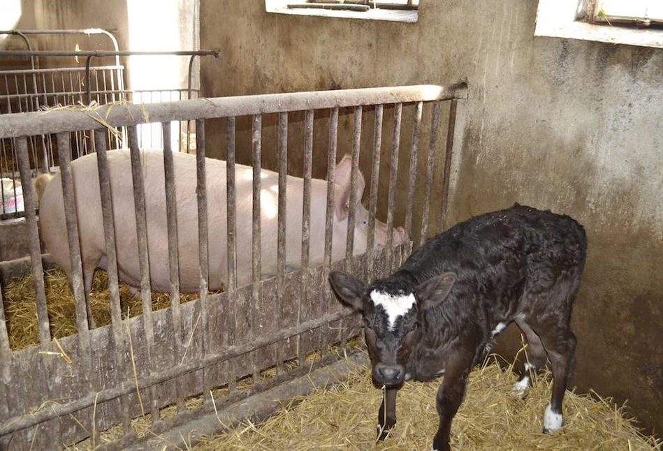 Zmniejszenie wymagań bioasekuracji dla małych gospodarstw. Nie wszystkim się to podoba!