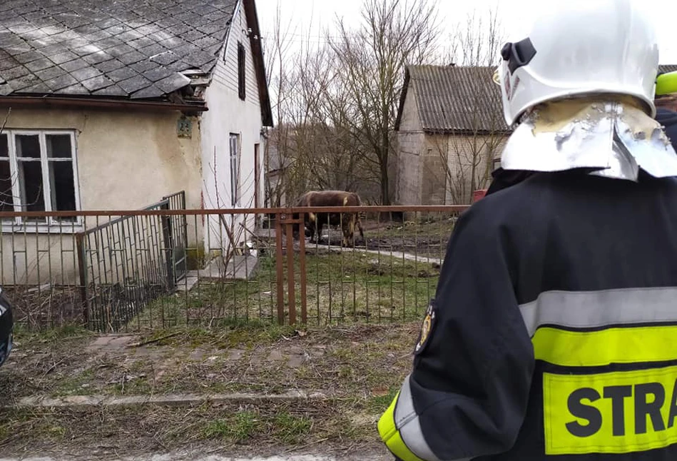 Makabryczny wypadek pod Rykami: BYK ZABIŁ rolnika [FOTO]