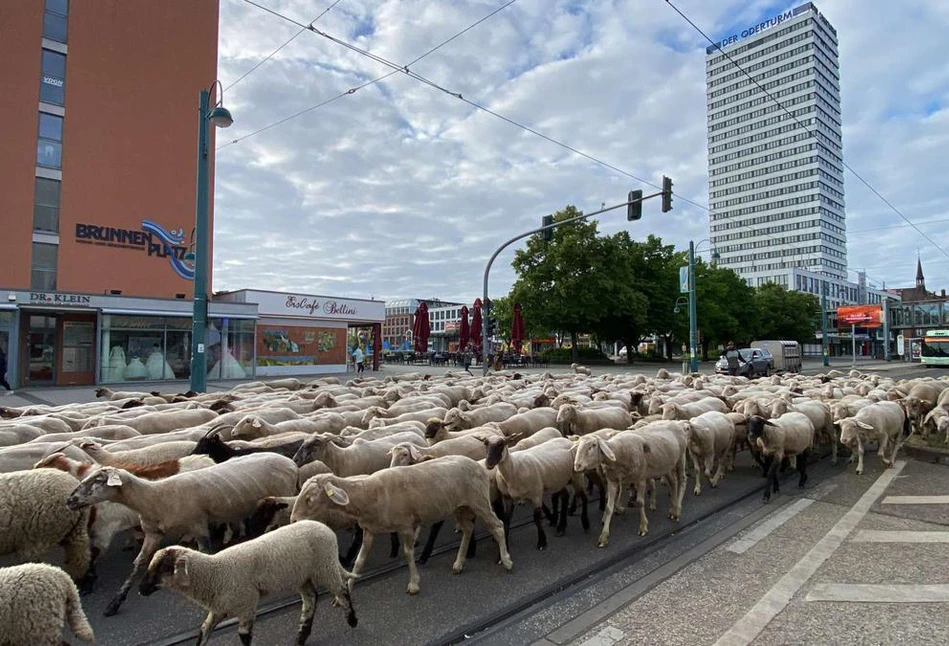 Setki owiec przeszły przez Frankfurt nad Odrą