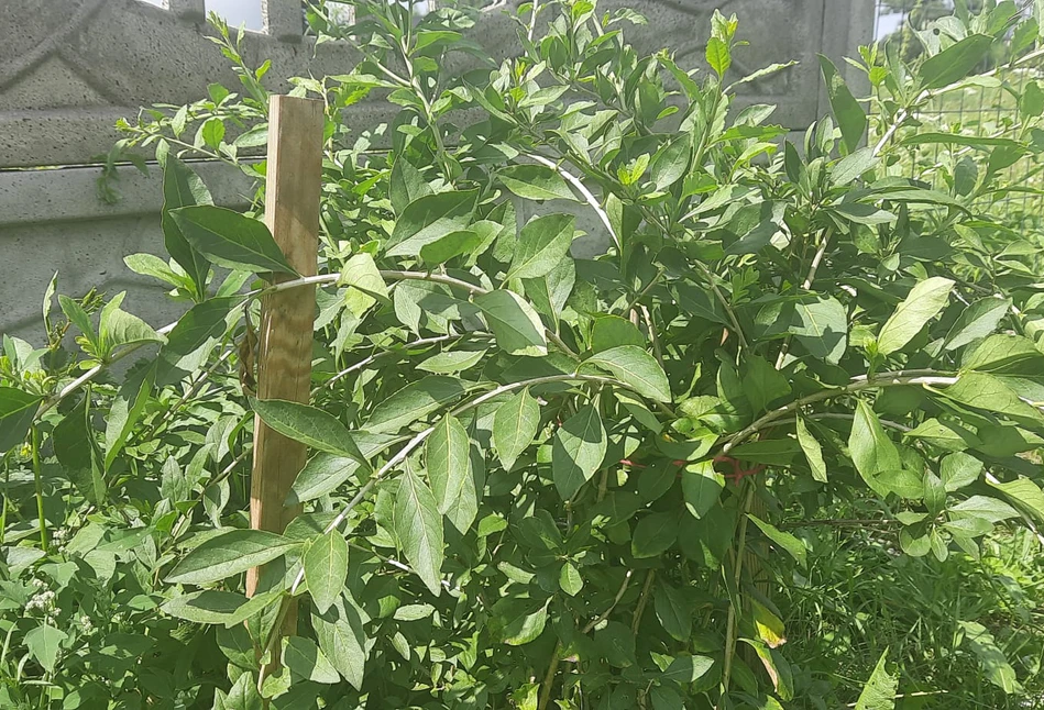 Uprawa jagód goji we własnym ogródku