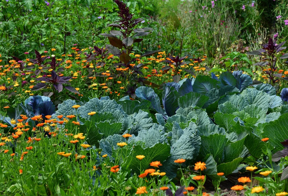 Kalendarz biodynamiczny na czerwiec 2020