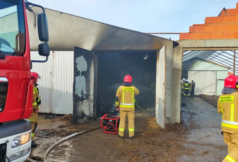 20 krów spłonęło i straty 300 tys. zł. Pożar obory pod Gnieznem