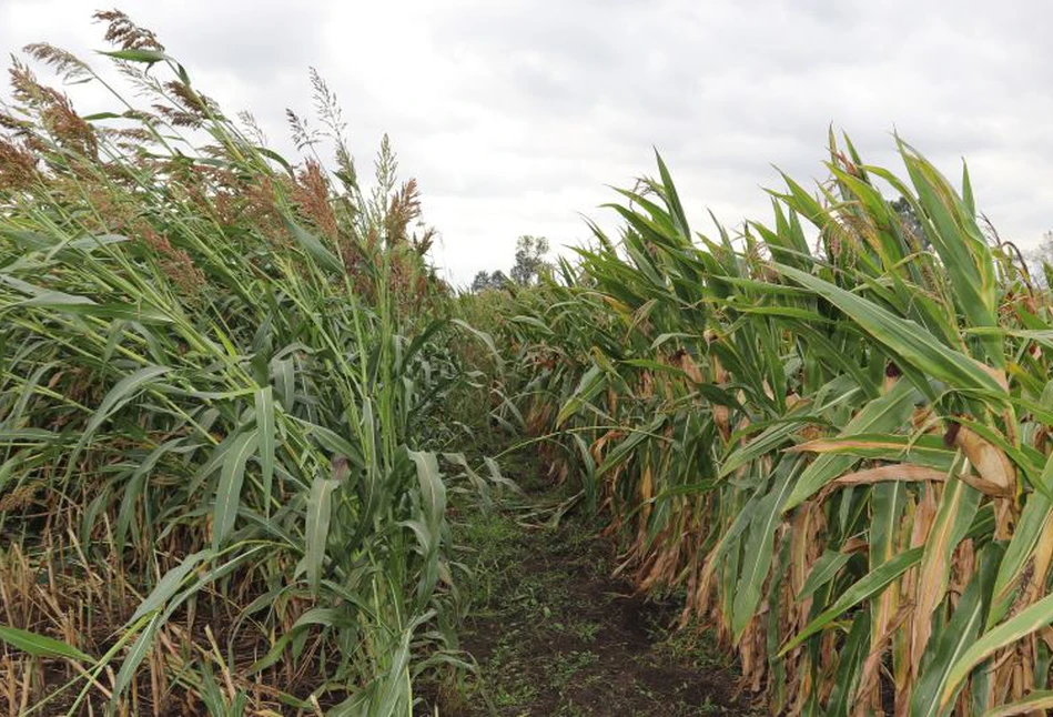 Sorgo w wersji ziarnowej i kiszonkowej