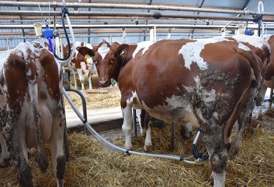 Fonterra: jakie są ceny pełnego i odtłuszczonego mleka w proszku?