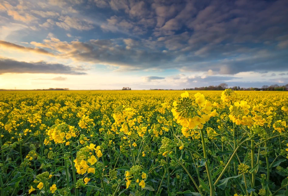 Jak kontrowersyjny projekt o biopaliwach wpłynie na polskie gospodarstwa?