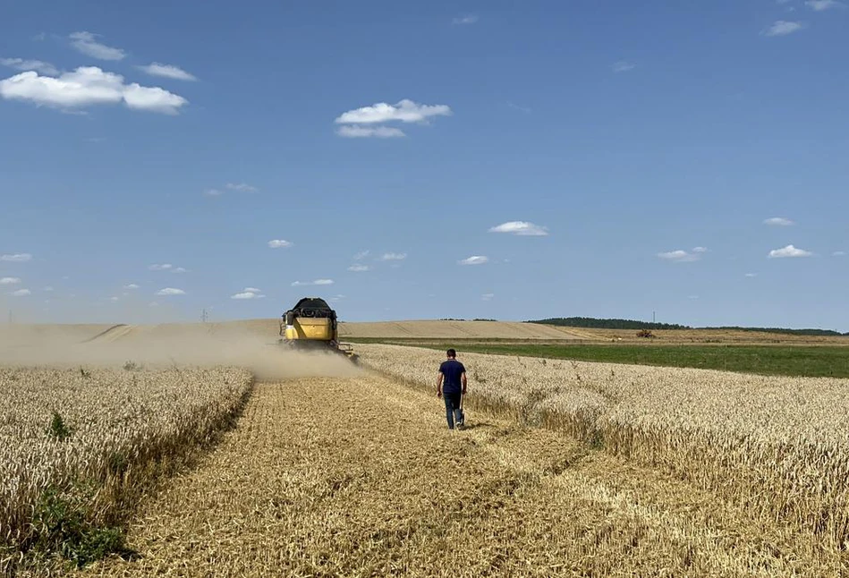 Plon pszenicy powyżej 14 t/ha! Jakie odmiany dają takie zbiory?