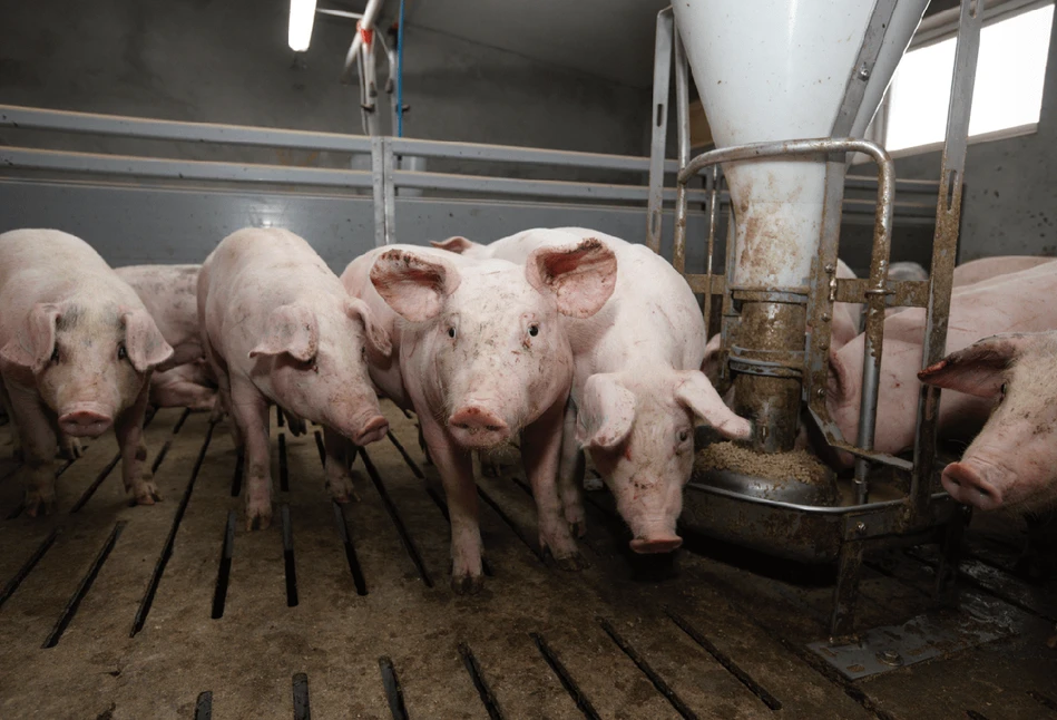 Rynek świń: tuczniki poszukiwane, ceny utknęły