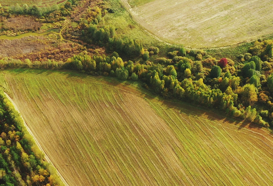 Inwestycje leśno-zadrzewieniowe – co się zmienia w naborze 2023?