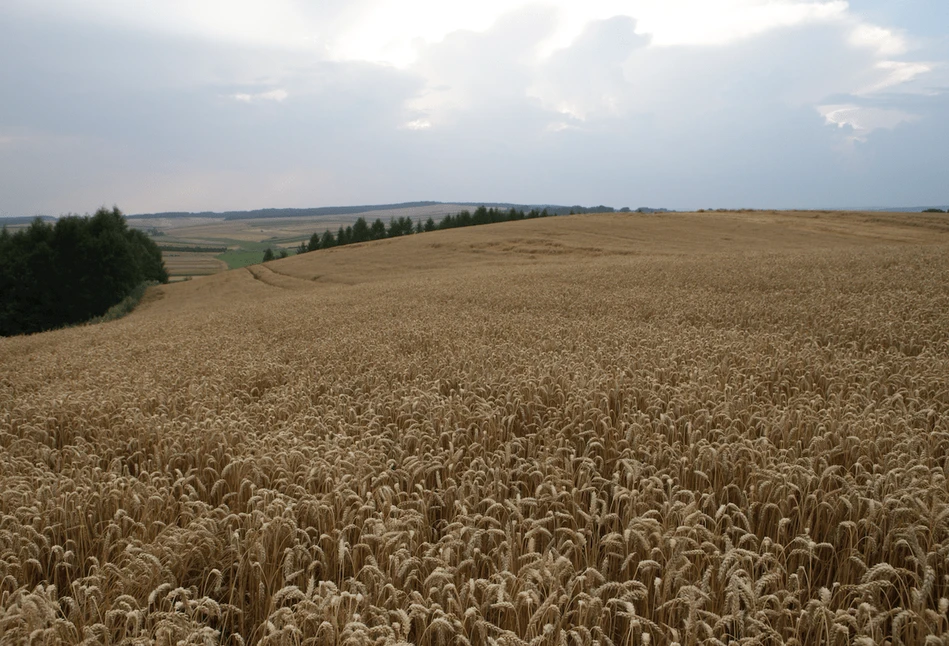 Ceny niższe, a o zboże coraz trudniej