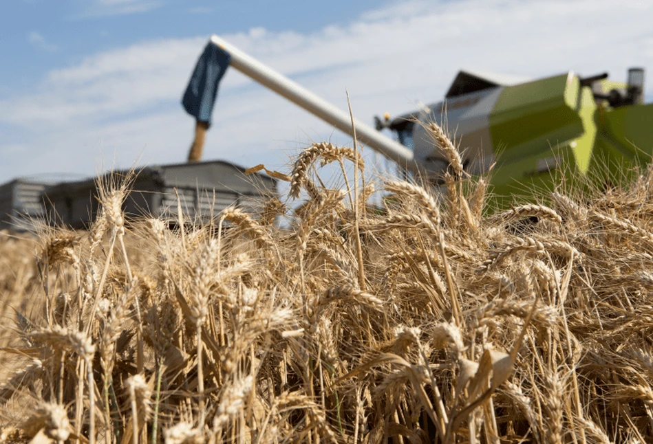 Raport USDA: światowe zapasy pszenicy najniższe od 5-ciu sezonów!