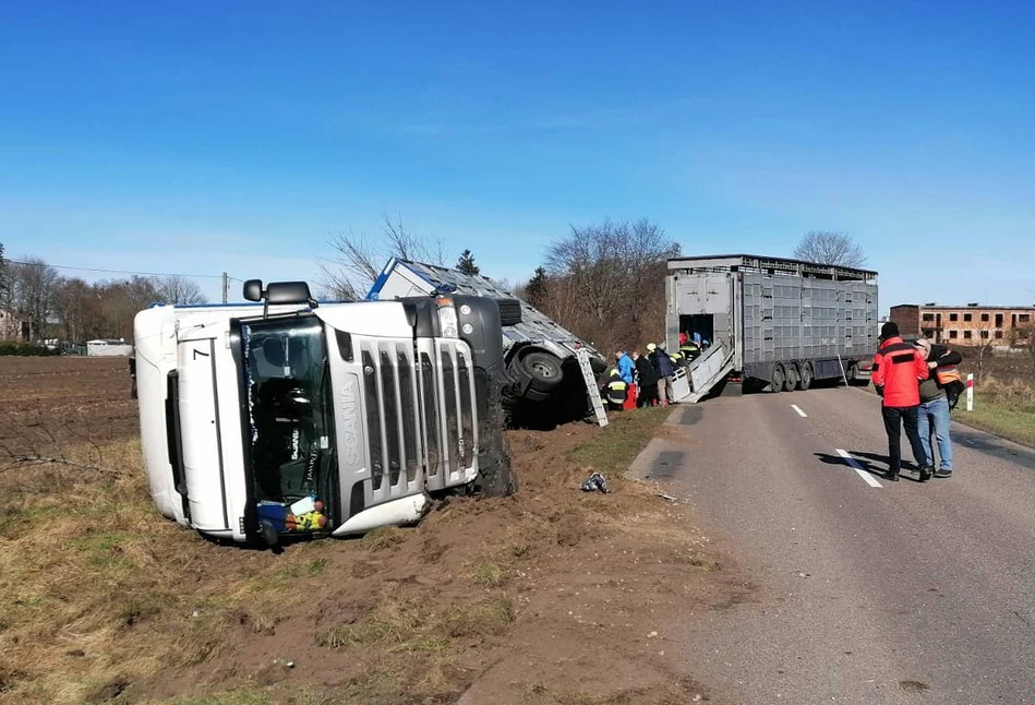 Wypadek ciężarówki z 1000 świń. Wiele z nich padło