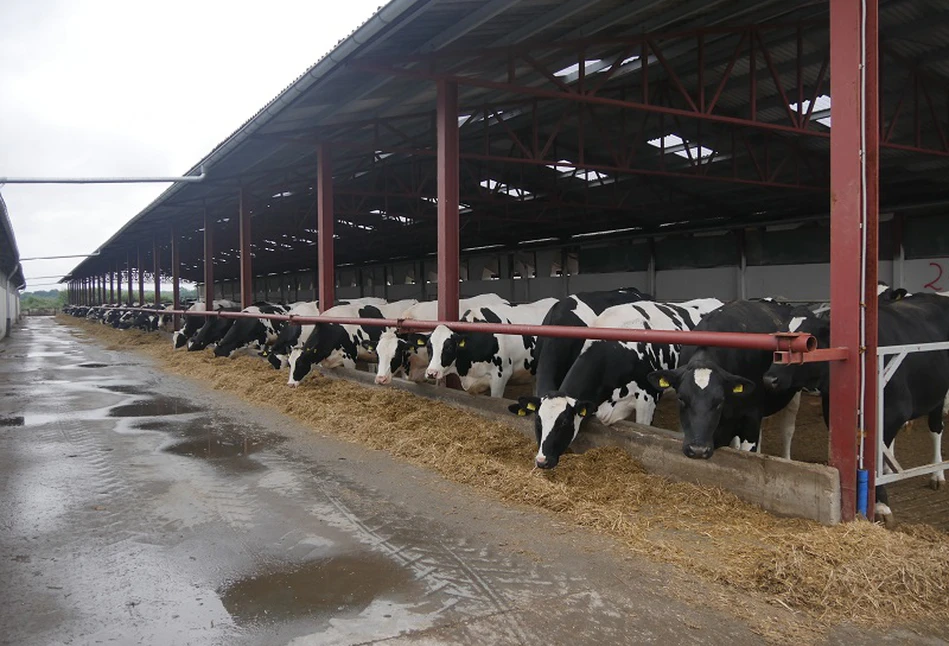 Ceny mleka lecą na łeb na szyję. Co na to rolnicy?