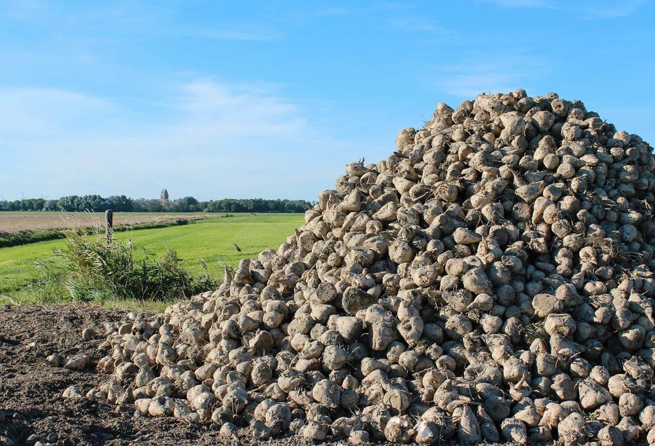 Jakie dopłaty dostaną rolnicy uprawiający buraki cukrowe po 2023?