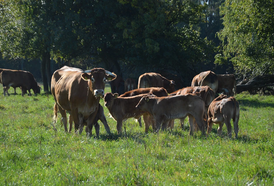 Ceny bydła: lokalne zmiany w cennikach