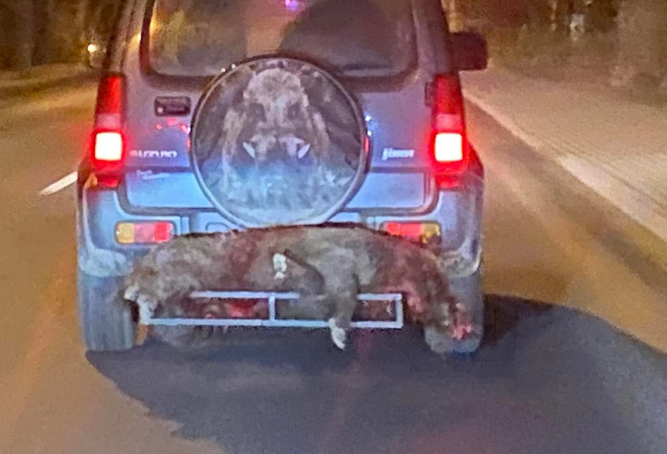 Krew z dzika lejąca się po drodze. Tak w Polsce roznosi się ASF