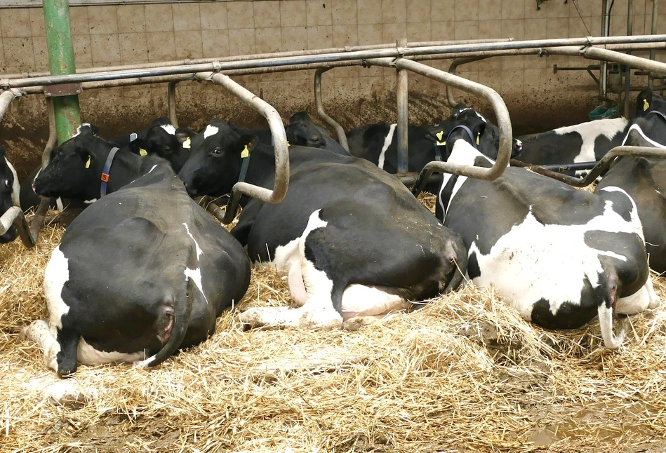 7 zasad ochrony krów przed mastitis