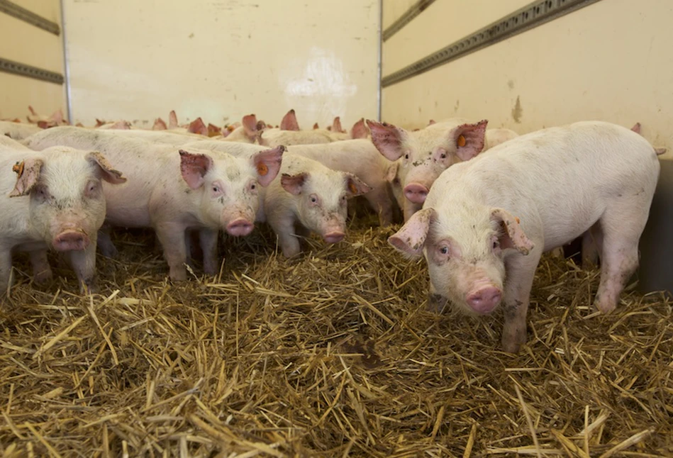 "Ceny skupu świń nas upadlają". Ile dziś zakłady płacą za żywiec wieprzowy?