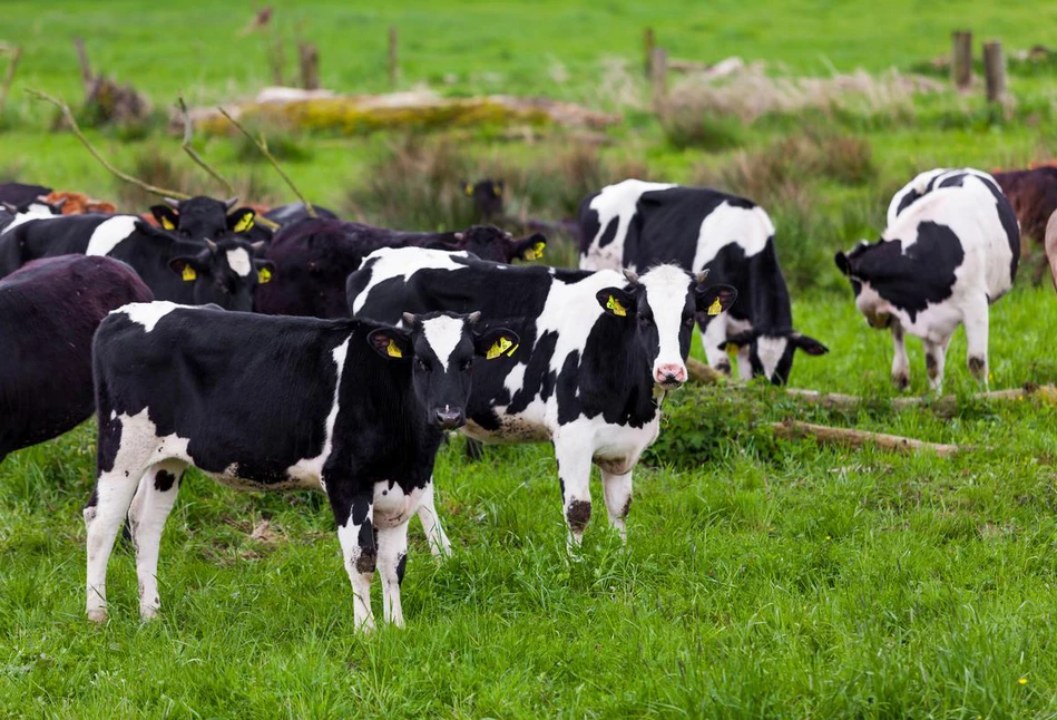 Szok! Pierwszy kraj na świecie chce opodatkować rolników za gazy zwierząt!