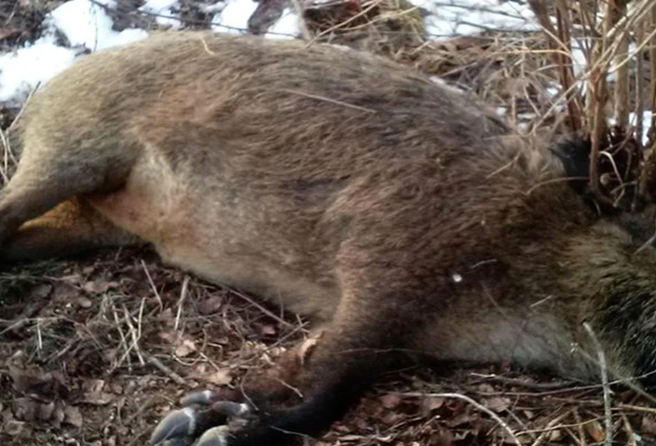 Inspekcja Weterynaryjna o bioasekuracji podczas polowań na dziki